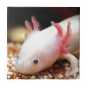 Carreau Axolotl (Devant)