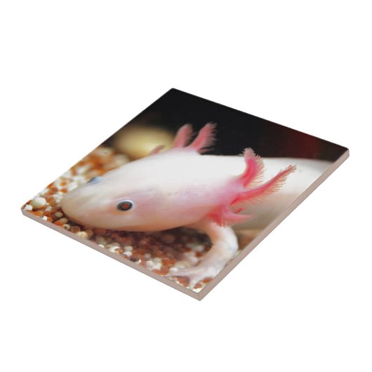 Carreau Axolotl (Côté)