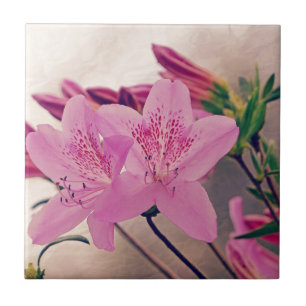 Carreau Azaleas