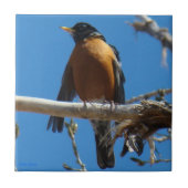 Carreau B28 Robin (Devant)