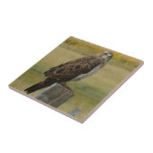 Carreau B33 Buse de Swainson (Côté)