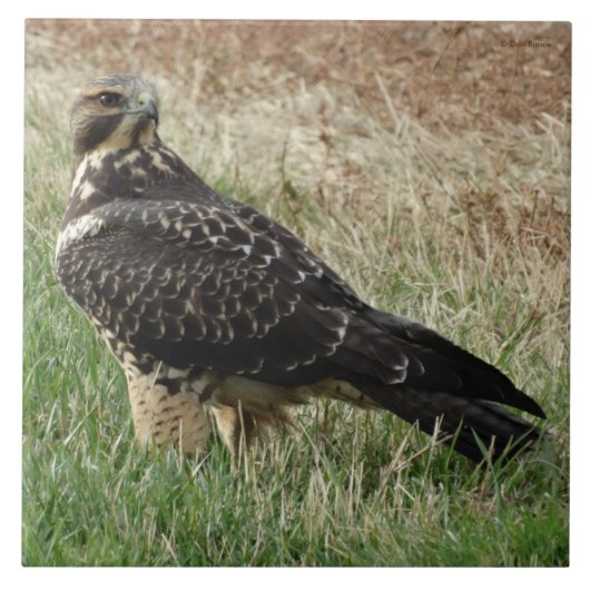 Carreau B52 Buse de Swainson (Devant)