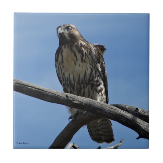 Carreau B54 Buse de Swainson (Devant)