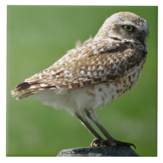Carreau B56 Hibou des terriers (Devant)