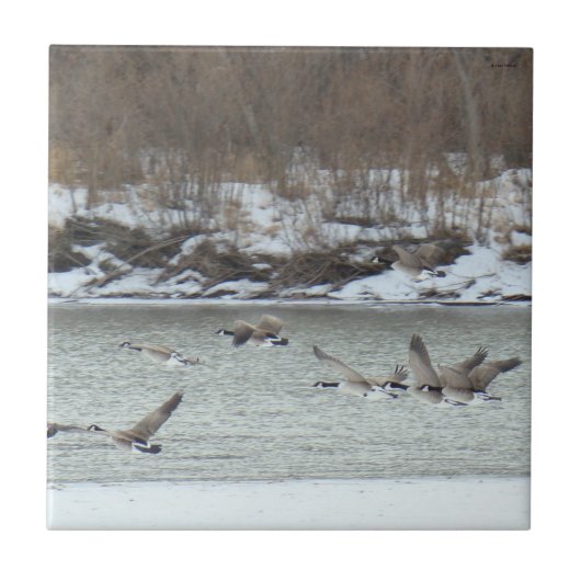 Carreau B7 Oies canadiennes en vol (Devant)