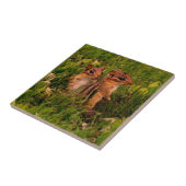 Carreau Baby Chipmunks Animal Art (Côté)