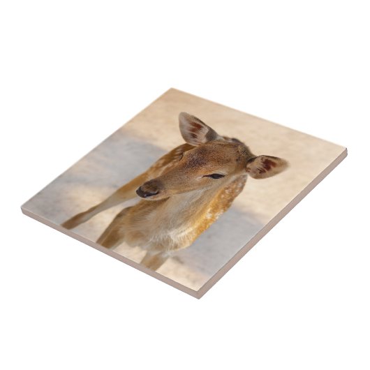 Carreau Baby Deer (Côté)