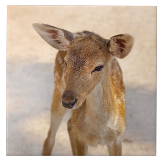 Carreau Baby Deer (Devant)