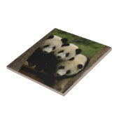 Carreau Baby panda géante Ailuropoda melanoleuca) (Côté)