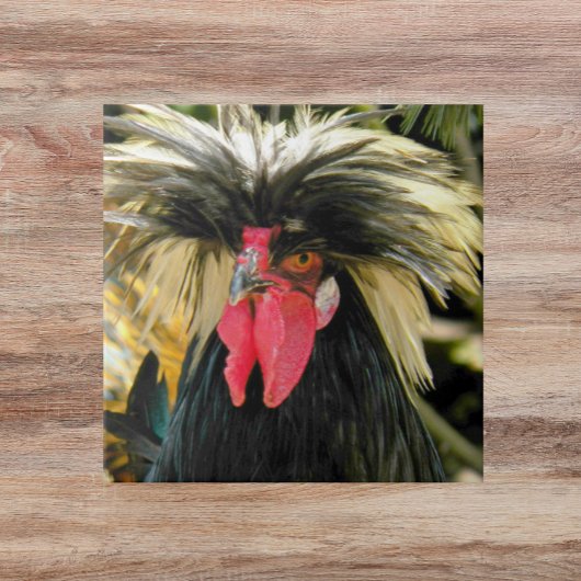Carreau Bad Hair Chicken Photo