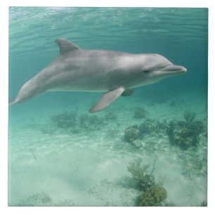 Carreau Bahamas, Grand Bahama Island, Freeport, Captive 6