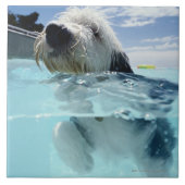 Carreau Baignade de chien dans une piscine (Devant)