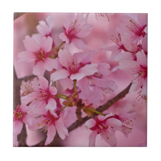 Carreau Baigné dans les fleurs de cerisier japonaises rose (Devant)
