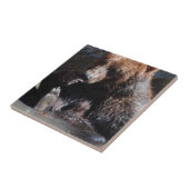 Carreau Baigner l'ours (Côté)