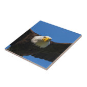 Carreau Bald Eagle Flyby Up Close (Côté)