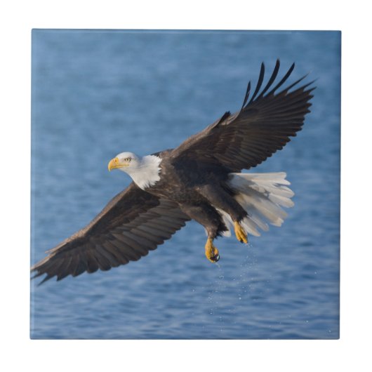 Carreau Bald eagle in flight (Devant)