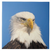 Carreau Bald Eagle Look (Devant)