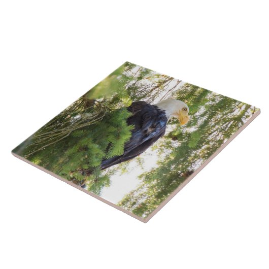 Carreau Bald Eagle perché dans Douglas Fir (Côté)