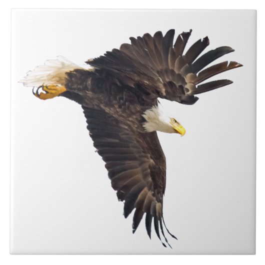 Carreau Bald Eagle Plongée avec fond blanc (Devant)