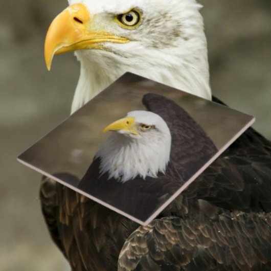 Carreau Bald Eagle Strength – Decorative Ceramic Tile