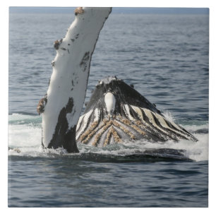 Carreau Baleine à bosse