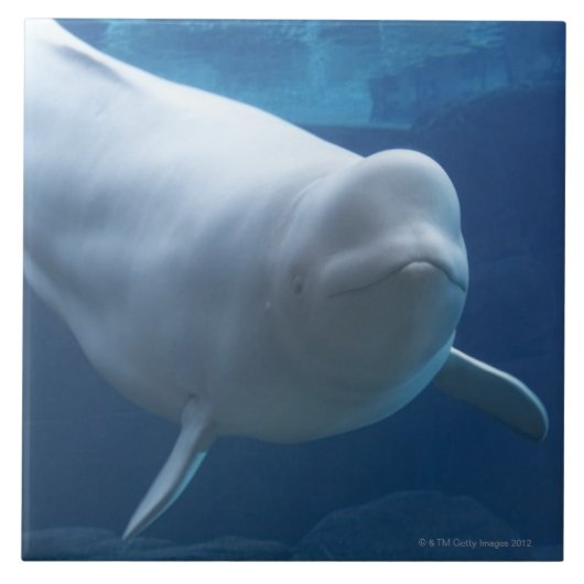 Carreau Baleine de beluga (leucas de Delphinapterus) (Devant)