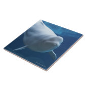 Carreau Baleine de beluga (leucas de Delphinapterus) (Côté)