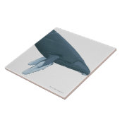 Carreau Baleine de bosse (Côté)