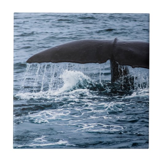 Carreau Baleine de Sperm (Devant)