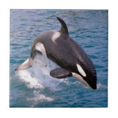 Carreau Baleine tueuse sautant hors de l'eau (Devant)