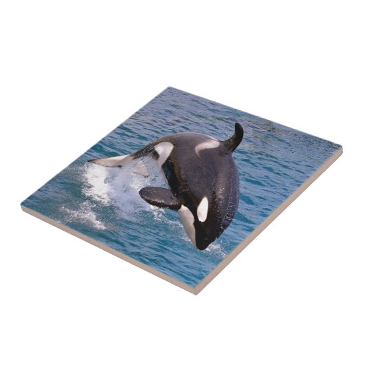 Carreau Baleine tueuse sautant hors de l'eau (Côté)