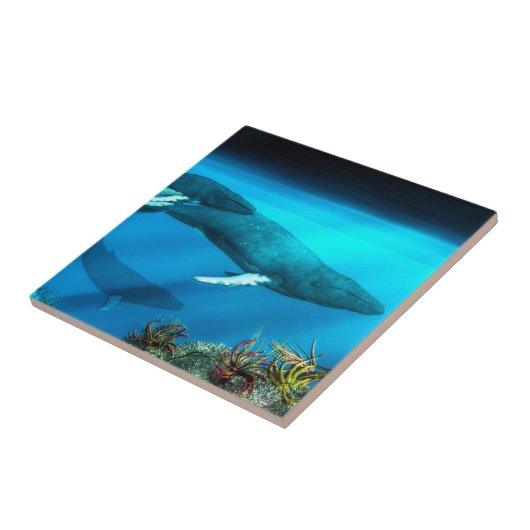 Carreau Baleines de bosse (Côté)