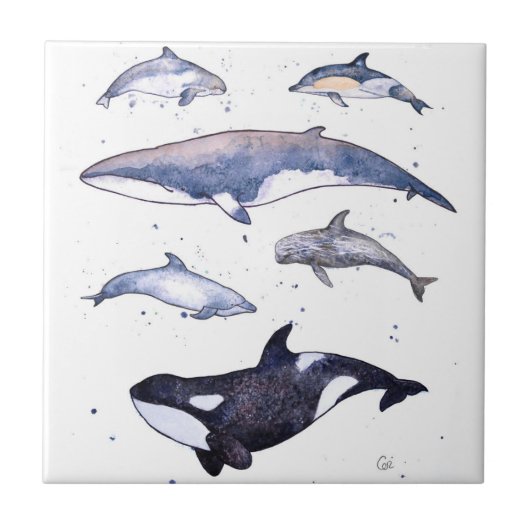 Carreau Baleines et dauphins de l'Ecosse (Devant)