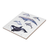 Carreau Baleines et dauphins de l'Ecosse (Côté)