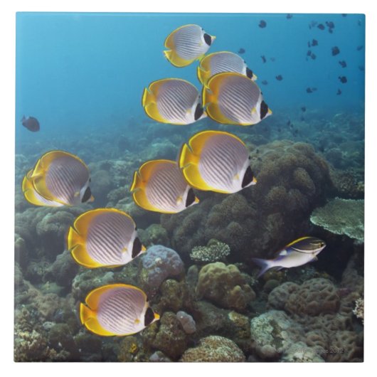 Carreau Bali, Indonésie (Devant)