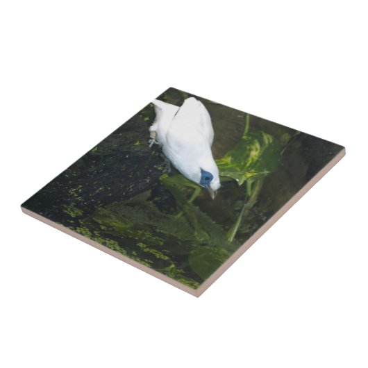 Carreau Bali Mina (Côté)