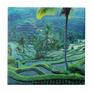 Carreau Bali Vue d'ensemble des rizières