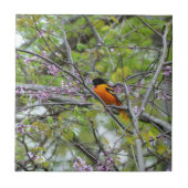 Carreau Baltimore Oriole (Devant)