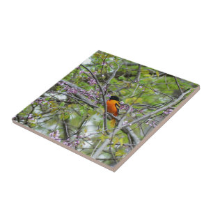 Carreau Baltimore Oriole