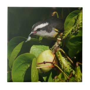 Carreau Bananaquit Bird Mange Photographie tropicale