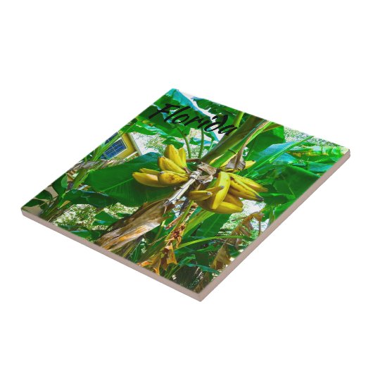 Carreau Banane tropicale Palm Tree St Augustine Floride (Côté)