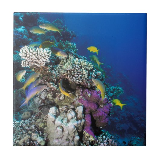 Carreau Banc de rougets autour d'un petit corail (Devant)