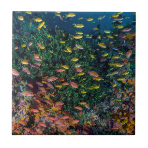 Carreau Bancs de poissons nagent dans le récif