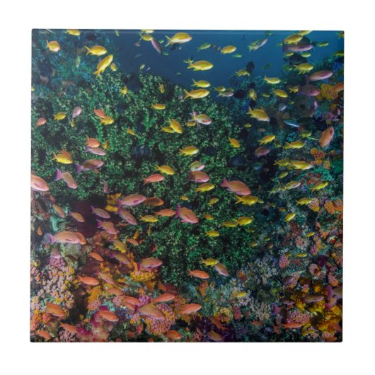 Carreau Bancs de poissons nagent dans le récif (Devant)