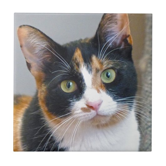 Carreau Bandit (Devant)