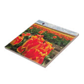 Carreau Banja Luka Tulips avec Hot Air Balloon (Côté)