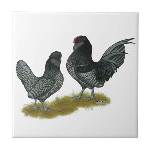 Carreau Bantams de Watermaal belges (Devant)