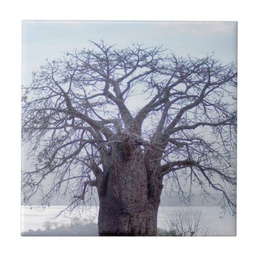 Carreau Baobab (Adansonia Digitata), Luanda (Devant)