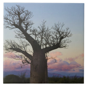 Carreau Baobabs, Berenty, Toliara, Madagascar