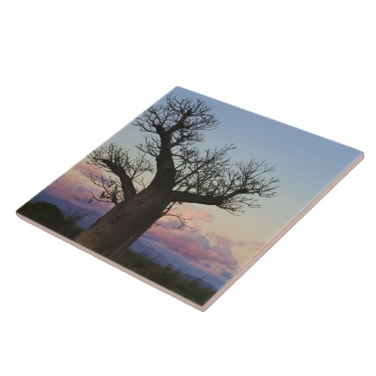 Carreau Baobabs, Berenty, Toliara, Madagascar (Côté)